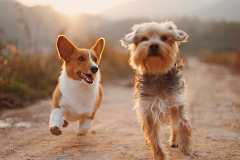 Chiens heureux