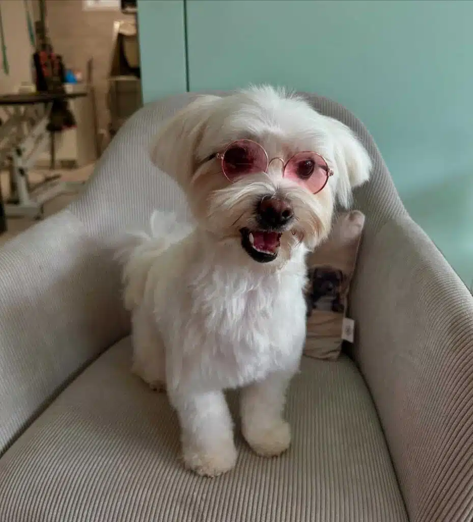 Stella