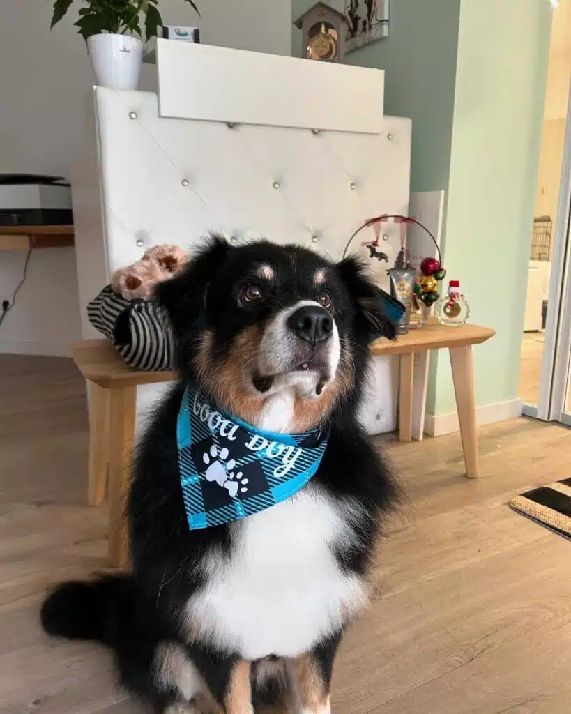 aussie