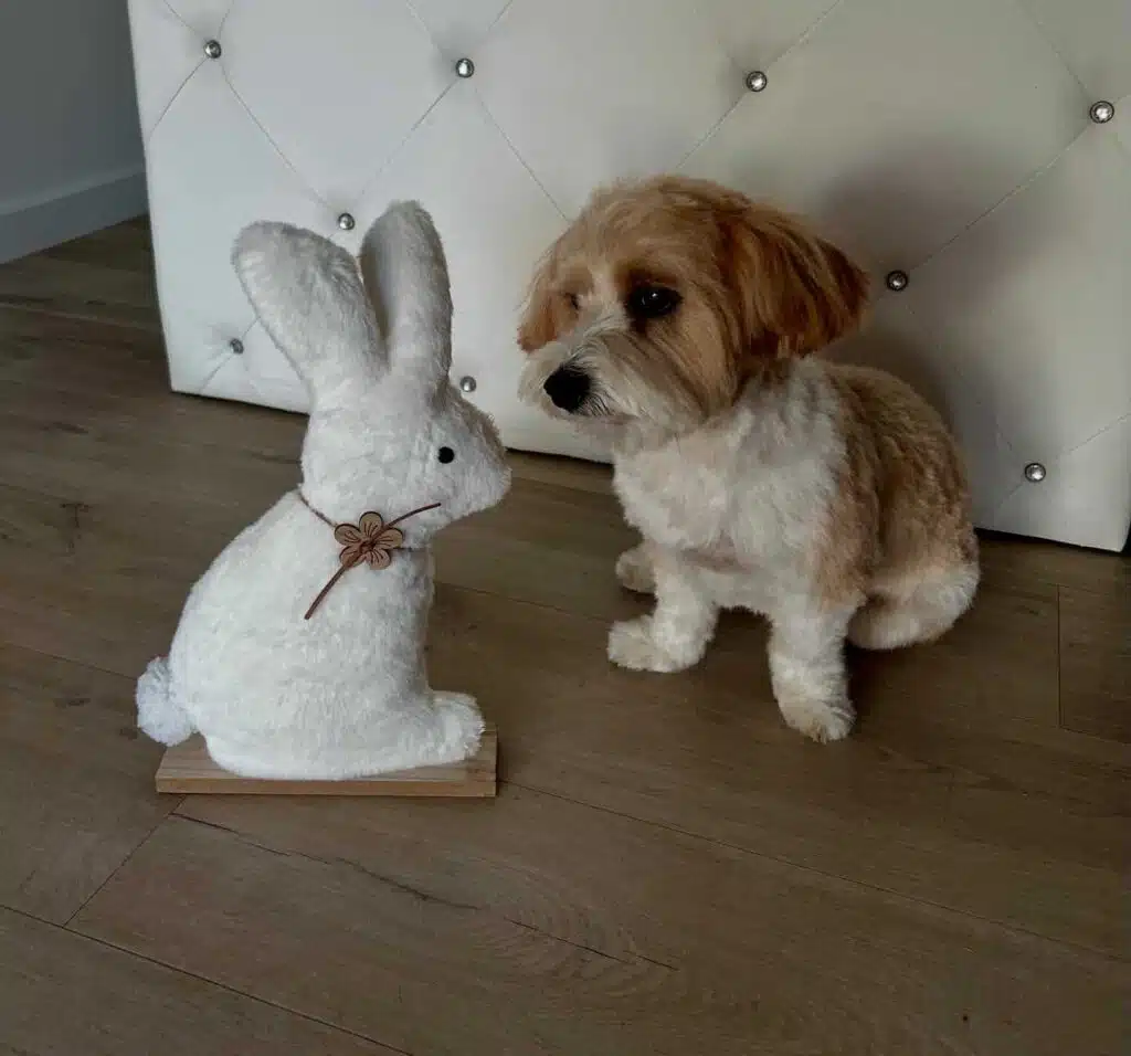 bichon_havanais