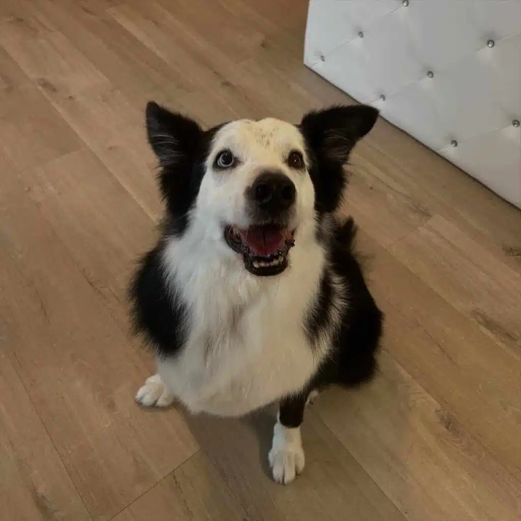 border_collie