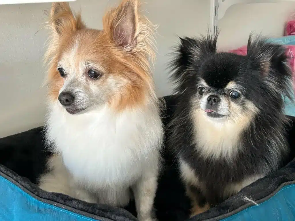 chihuahuas