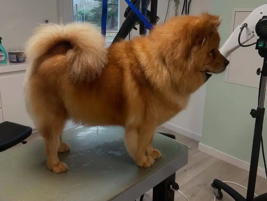 chow_chow