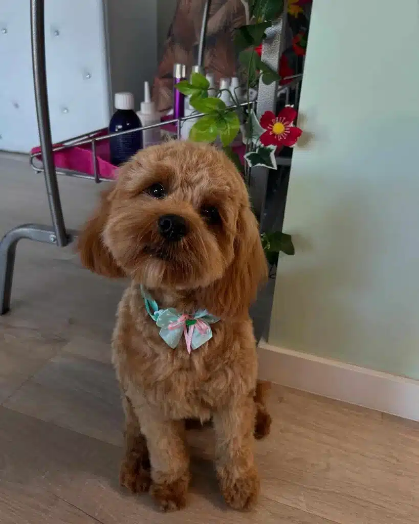 cockapoo