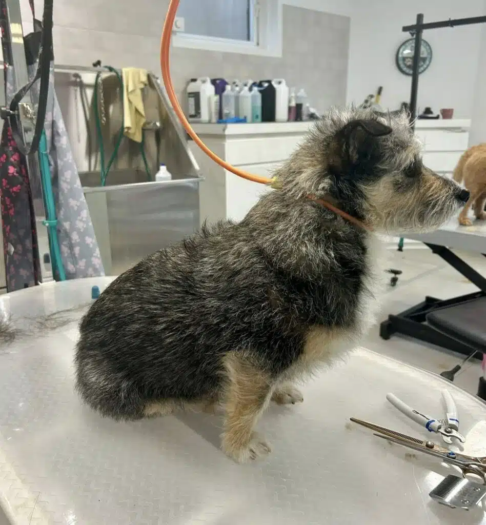 hond1