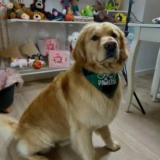 hond9