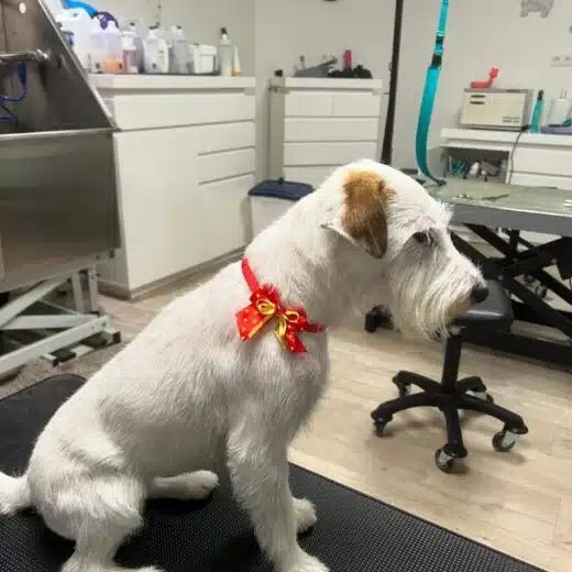 jack_russell
