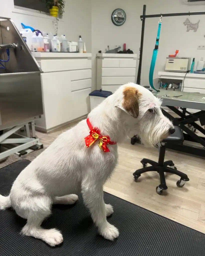 jack_russell