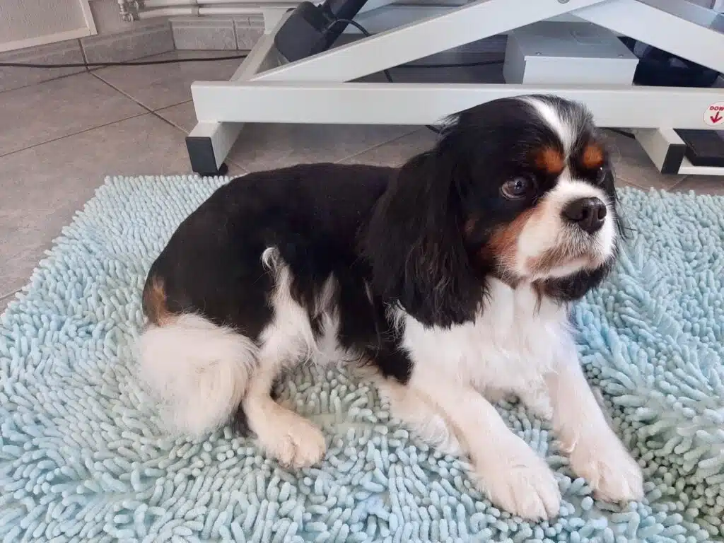 king_charles