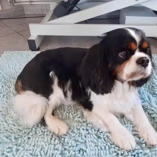 king_charles