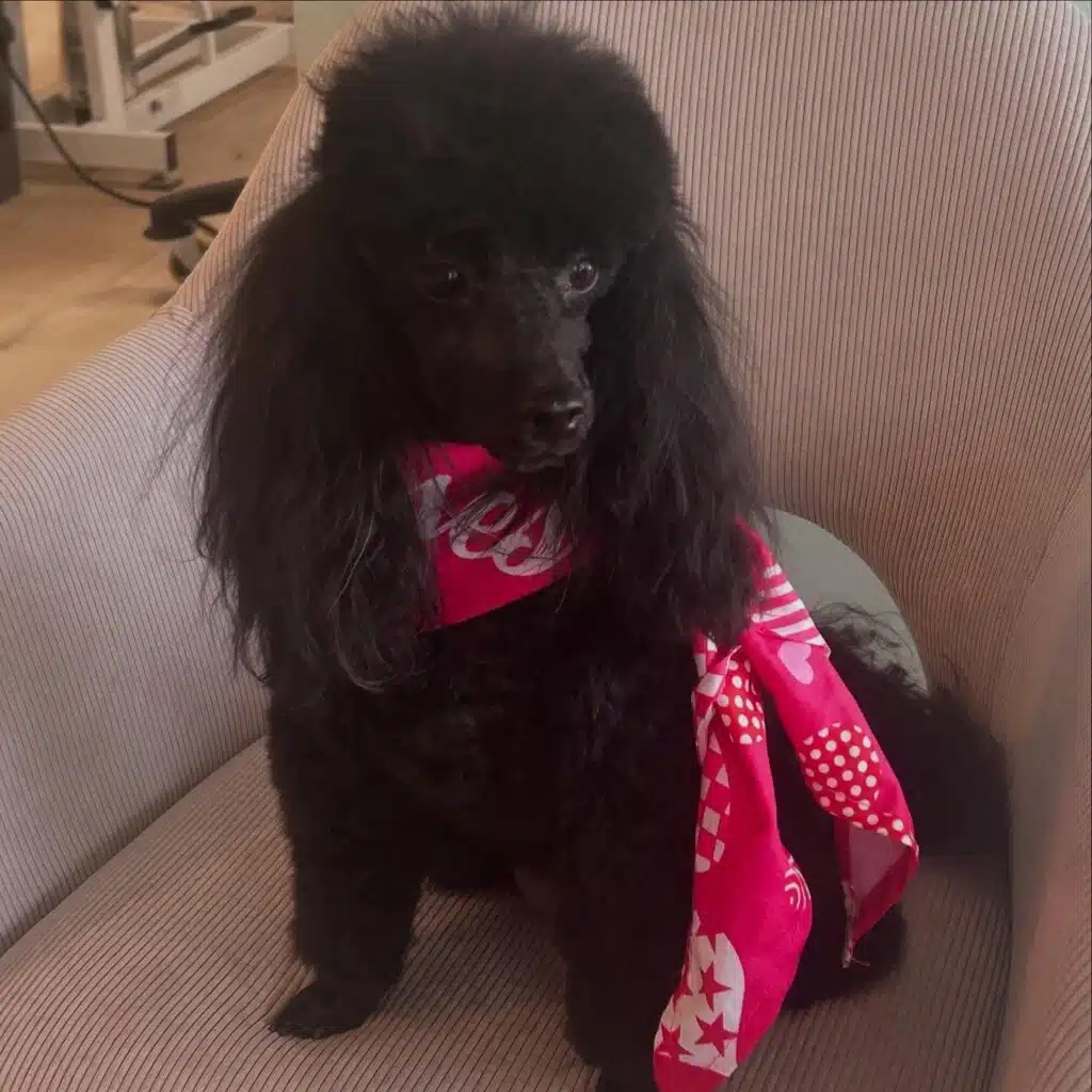 poodle_luna