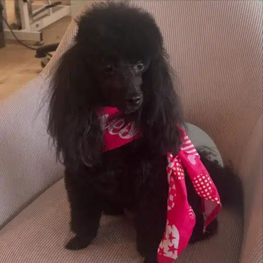 poodle_luna