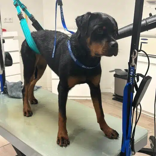 rotweiler
