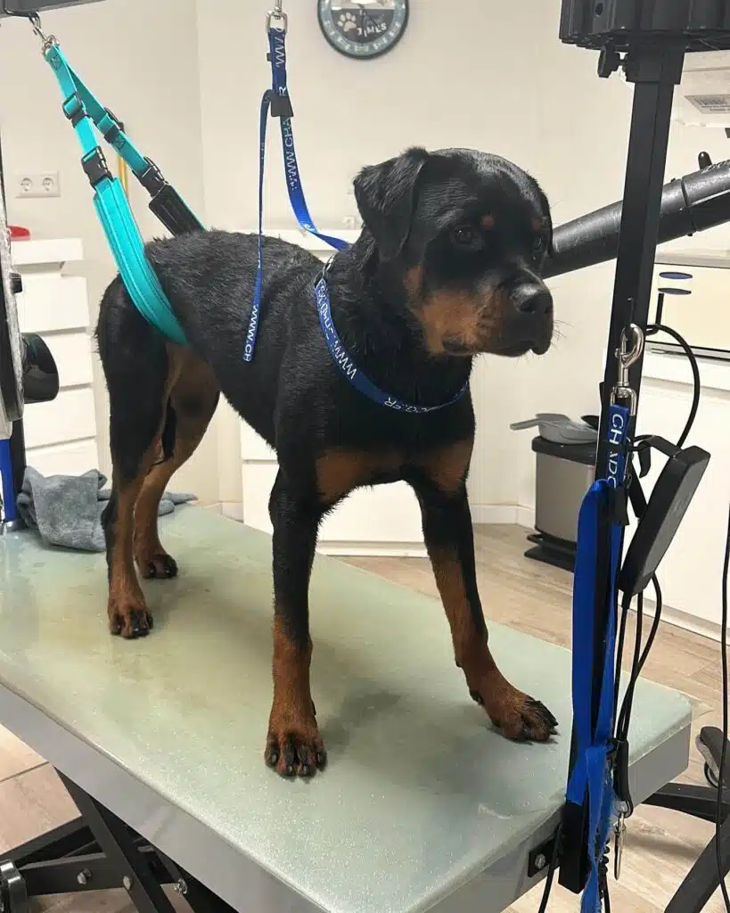 rotweiler