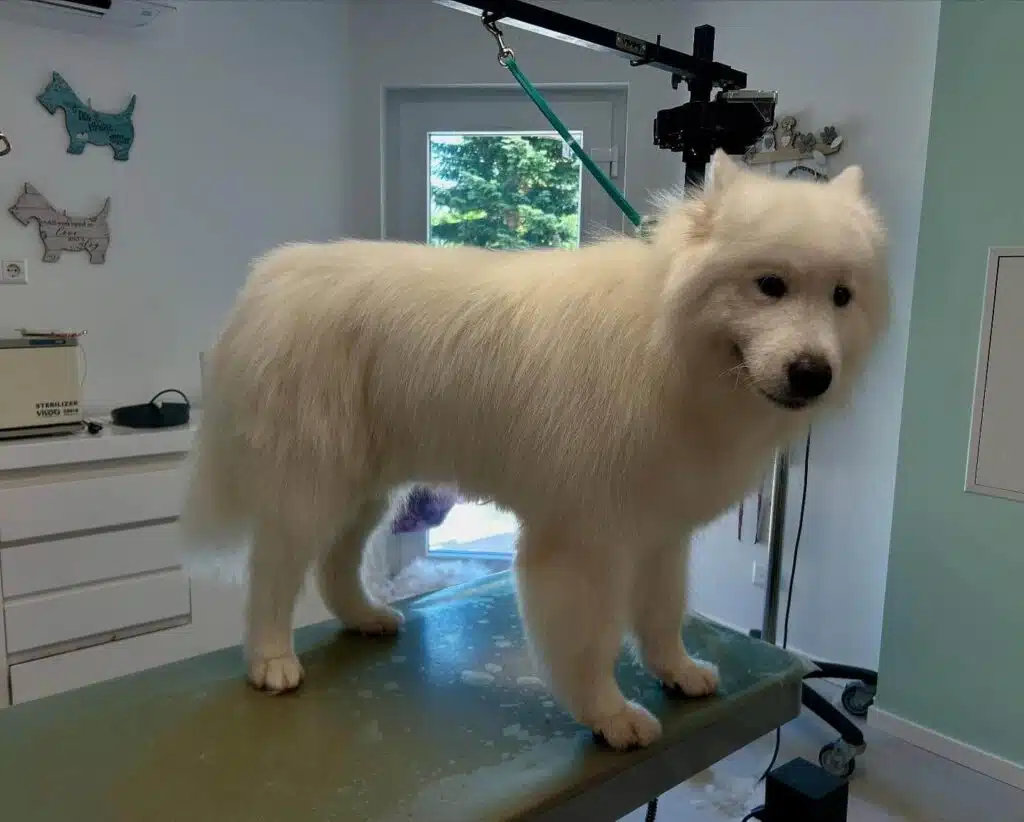 samoyede