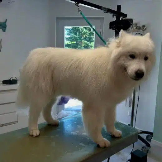 samoyede
