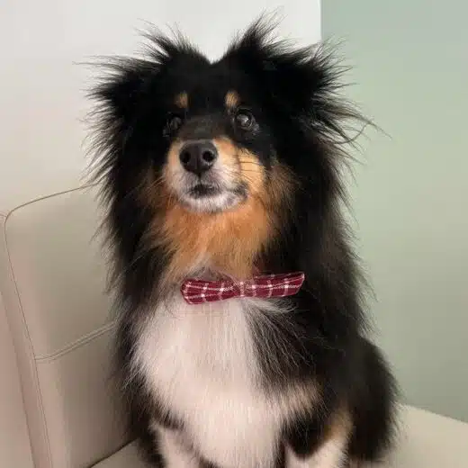 sheltie