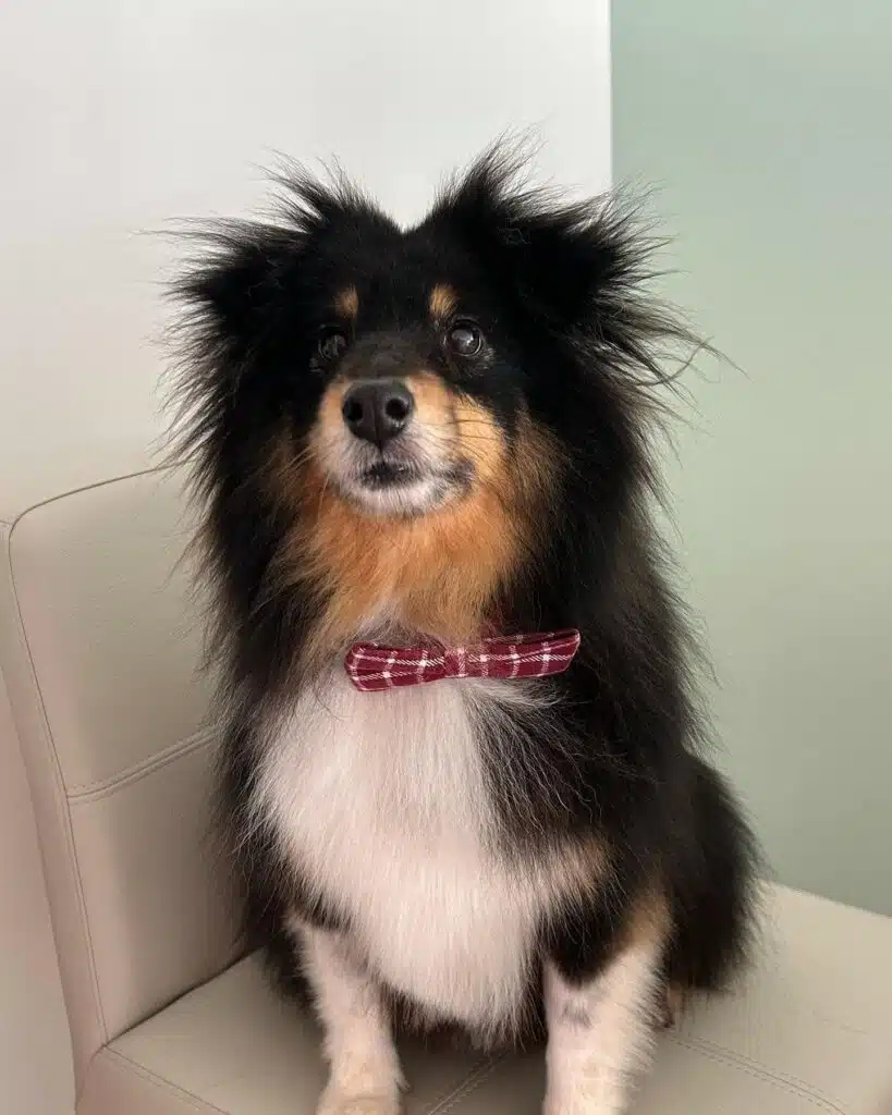sheltie