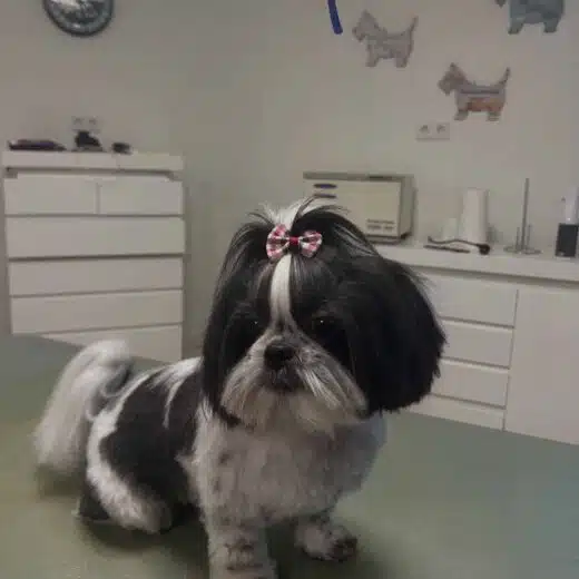 shih_tzu