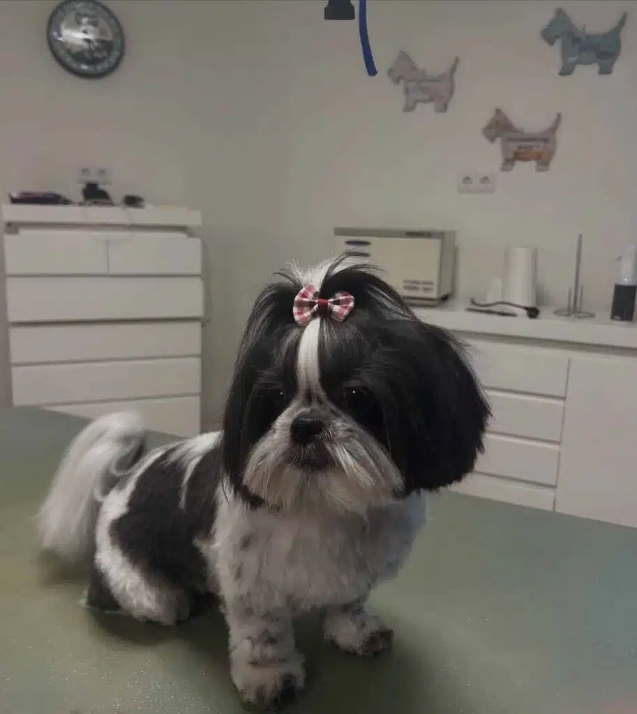 shih_tzu