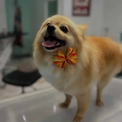 spitz