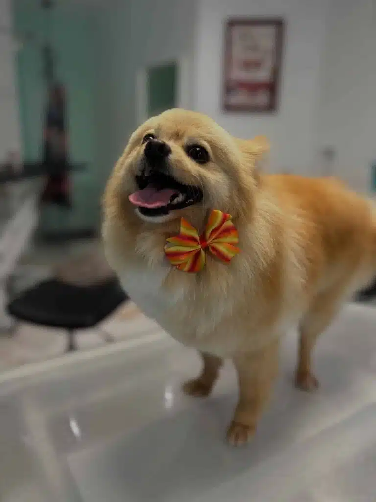 spitz