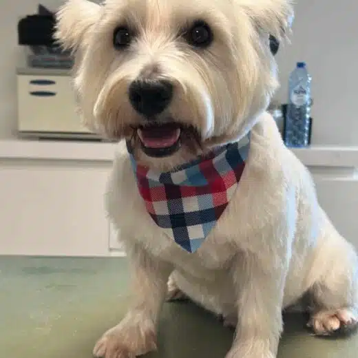 westie
