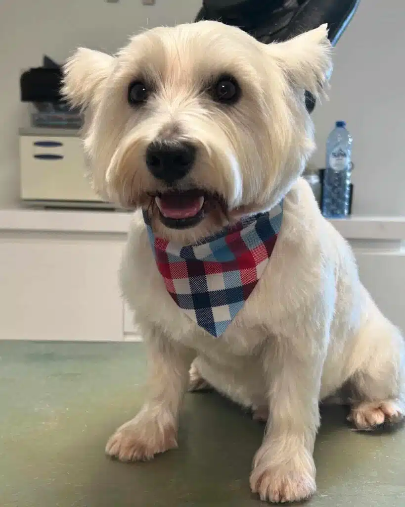 westie