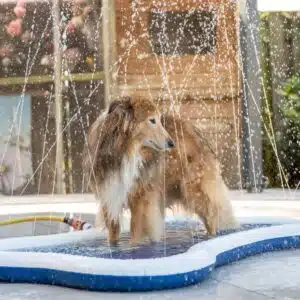Tapis splash pour chien 