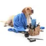 Cute,Labrador,Retriever,Dog,And,Set,For,Grooming,On,White