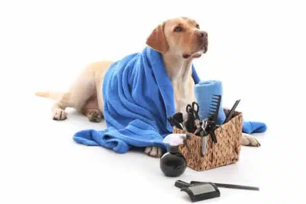 Bien-être animal : à quelle fréquence toiletter son chien ?