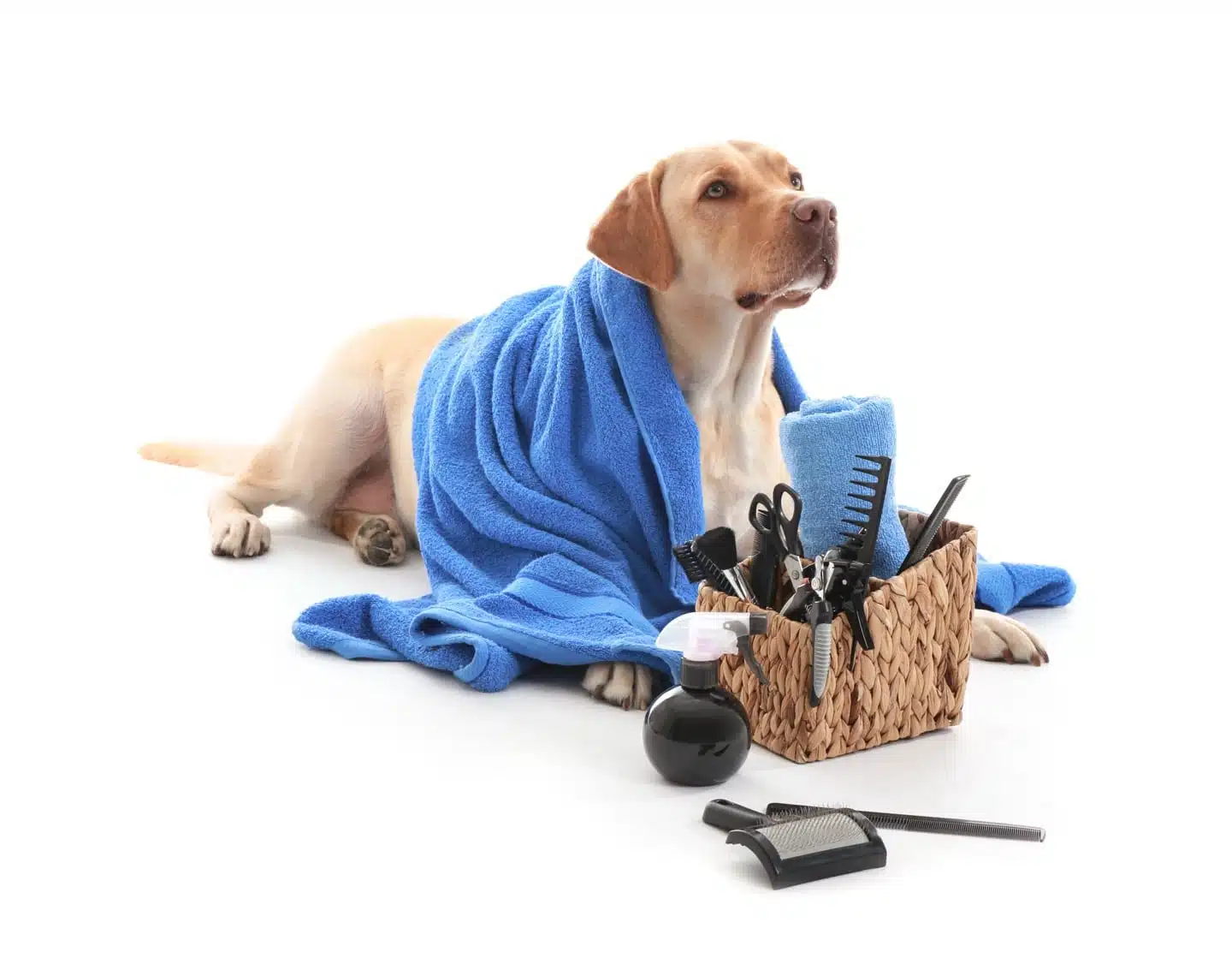 Cute,Labrador,Retriever,Dog,And,Set,For,Grooming,On,White