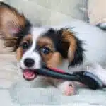 The,Puppy,Papillon,Gnaws,Brush,For,Animals