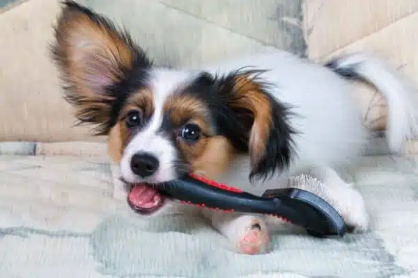 Comment habituer votre chiot au toilettage